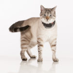 In many cases the Marco Polo Advanced Tag is small and light enough to work with cats.