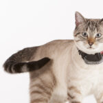 In many cases the Marco Polo Advanced Tag is small and light enough to work with cats.