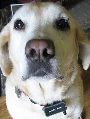 Image of Bailey the Dog