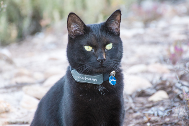 Willow the adventure cat wearing her Marco Polo Advanced pet tag.