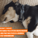 The Marco Polo System helped recover a dog that was stuck in a burrow 3 feet underground. Breeding Business rates Marco Polo the #1 pet locator.