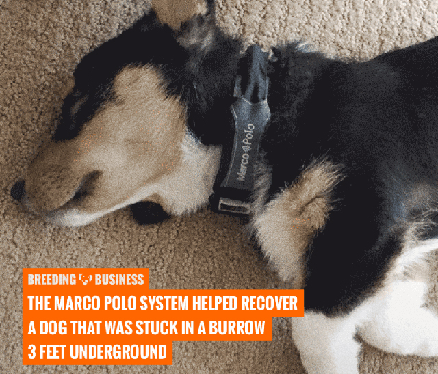 The Marco Polo System helped recover a dog that was stuck in a burrow 3 feet underground. Breeding Business rates Marco Polo the #1 pet locator.