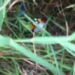 Image of Drone in Grass