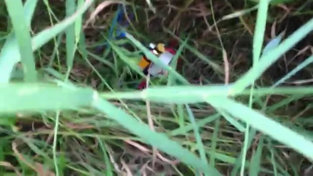 Image of Drone in Grass
