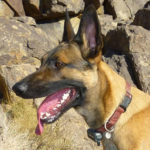 vetstreet.com review of top cat and dog tracking systems.