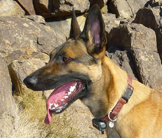 vetstreet.com review of top cat and dog tracking systems.