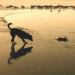 Image of Dog Looking Upon Another Animal on Beach