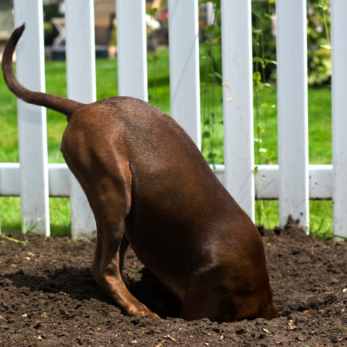 Dog digging under fence.