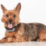 A cute terrier with Marco Polo Advanced Tracking Coller