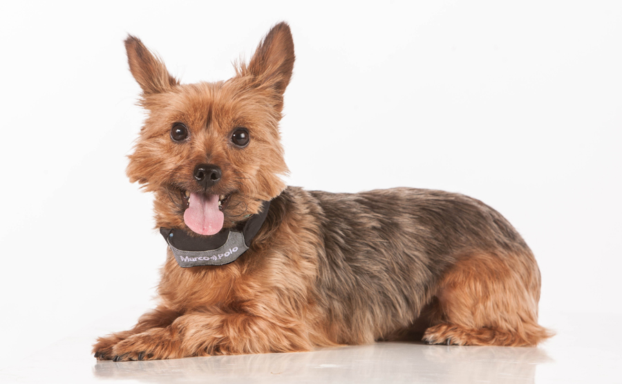 A cute terrier with Marco Polo Advanced Tracking Coller