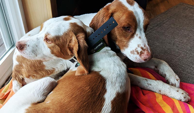 Two rambunctious Brittany Spaniels get a well-earned rest.